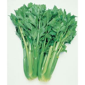 葉菜の種 葉菜種類 セロリ 種 種子 花 ガーデニング 通販 Yahoo ショッピング