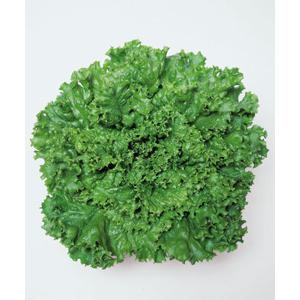 レタス 種 グリーンジャケット 5000粒 タキイ種苗 イケダグリーンセンターヤフー店 通販 Yahoo ショッピング