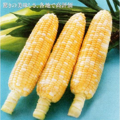 とうもろこし（スイートコーン） 種　ドルチェドリーム 2000粒