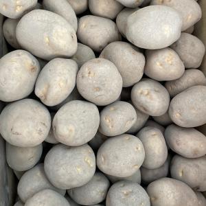 種芋 じゃがいも トヨシロ（とよしろ） 2ｋｇ