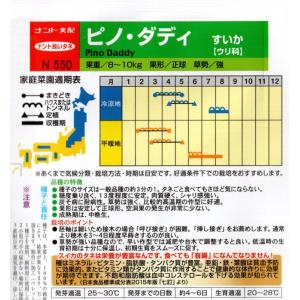 ナント種苗 スイカ 種 ピノ・ダディ 100粒の詳細画像1