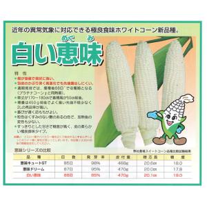 清水種苗 とうもろこし 種 白い恵味 小袋の詳細画像1