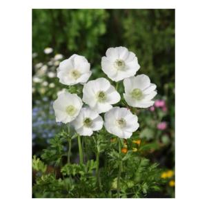 アネモネ 球根の商品一覧 通販 Yahoo ショッピング