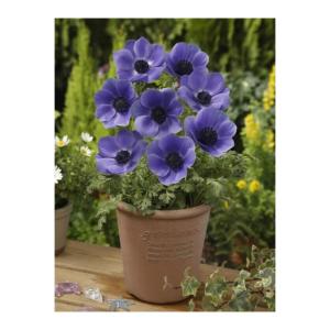 アネモネ 球根の商品一覧 通販 Yahoo ショッピング