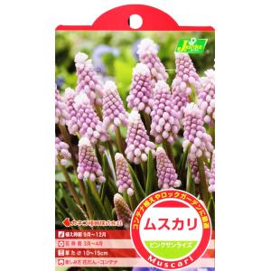 カネコ種苗 ムスカリ 球根 ピンクサンライズ