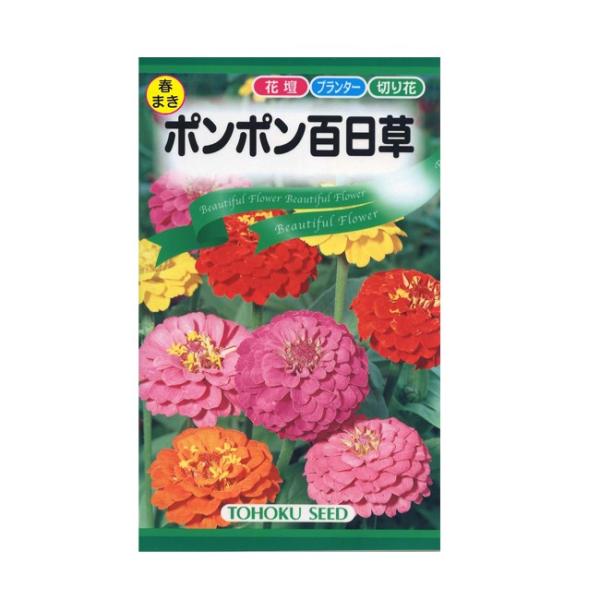 トーホク 花の種 ポンポン 百日草