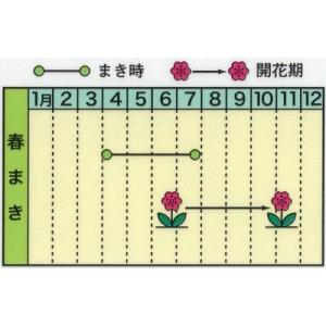 トーホク 花の種 ポンポン 百日草の詳細画像1