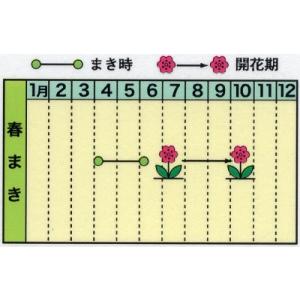 トーホク 花の種 千日紅の詳細画像1