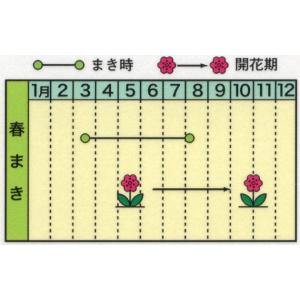 トーホク 花の種 アフリカンマリーゴールド ま...の詳細画像1