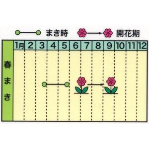 トーホク 花の種 ほうせんかの詳細画像1