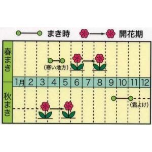 トーホク 花の種 ひなげしの詳細画像1