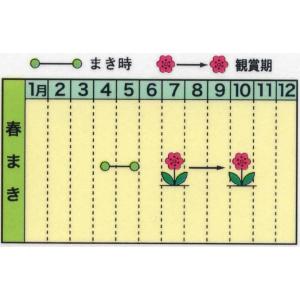 トーホク 花の種 コキア(ほうき草)の詳細画像1