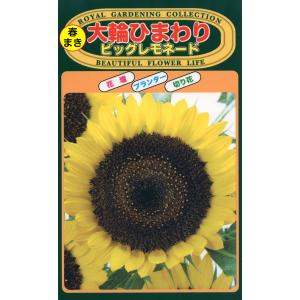 ひまわり トーホク 花の種 ひまわり コンサートベル : イケダグリーンセンター