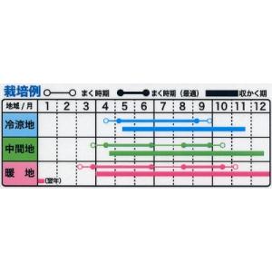 トーホク はつか大根 種 赤丸はつか (ラディ...の詳細画像1