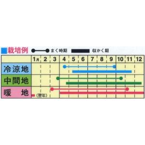 トーホク はつか大根 種 キスミーはつか大根の詳細画像1