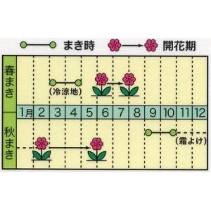 花の種 トーホク かわいい きんせんか(混合)の詳細画像1