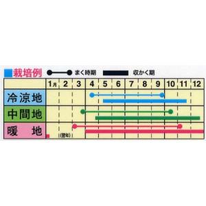 トーホク 野菜種 白姫はつか大根の詳細画像1