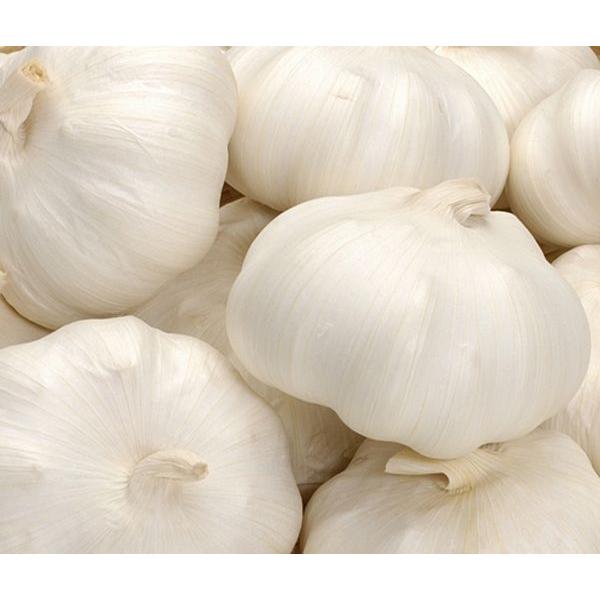 野菜種　ニンニク　中国産　山東ニンニク　約1ｋｇ