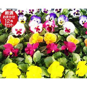 ミューレンベルギア カピラリス 花苗 3.5号/お買い得4個セット 苗 花の