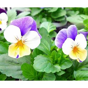 ビオラ パンジー 種の商品一覧 通販 Yahoo ショッピング