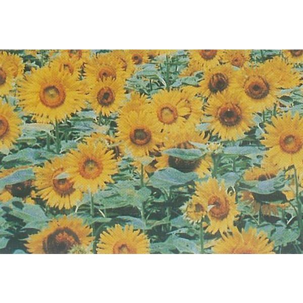 景観用 ヒマワリ ハイブリッドサンフラワーNEO 200g