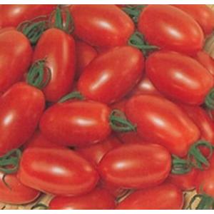 野菜の苗 ミニトマト アイコ 接木苗 10 5ｃｍポット 格安