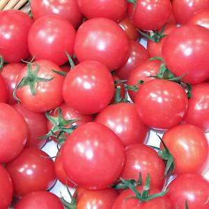 野菜苗 ミニトマト うす皮ピンクミニ ピンキー 実生苗 9ｃｍポット Iip Edu Pl