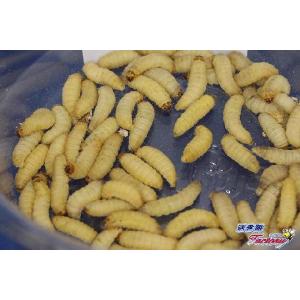 ハニーワーム　SSサイズ　50匹入り