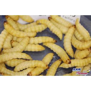 ハニーワーム　LLサイズ　40匹入り