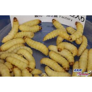 ハニーワーム Lサイズ 160匹入りの詳細画像1