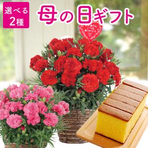 母の日 2026 プレゼント 花 ギフト カーネーションとカステラのセット 鉢植え 5号鉢 花とスイーツ 母の日ギフト 生花 花ギフト 50代 60代 70代 80代 FKHH