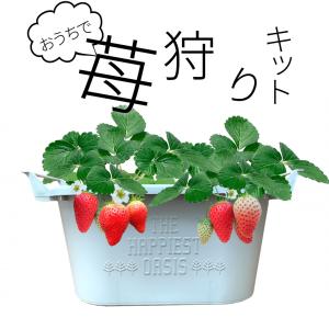 おうちでイチゴ狩りキット　滋賀県産　章姫　苺　いちご　親子｜ikkadanran