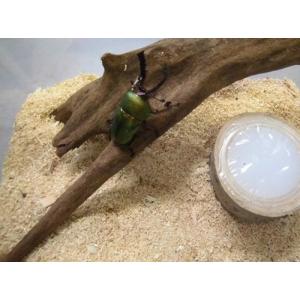防ダニ王 5Lの詳細画像3