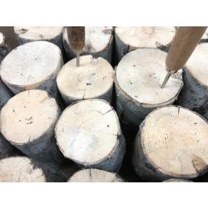 ■CH材(カエデ)産卵木M 1本(長さ:約15...の詳細画像1