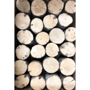 ■CH(カエデ)材産卵木S 1本(長さ:約15...の詳細画像2