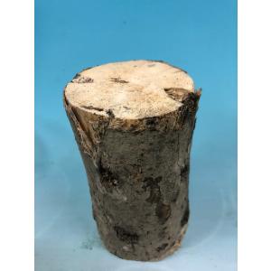 ■CH(カエデ)材産卵木S 1本(長さ:約15...の詳細画像3