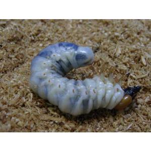 クワガタ幼虫飼育マット10Lの詳細画像4