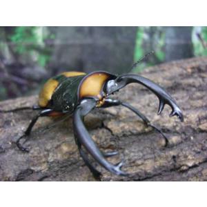 ミヤマクワガタ専用マット10L(産卵・幼虫飼育)の詳細画像2