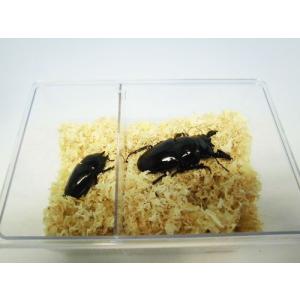 針葉樹マット10Lの詳細画像2