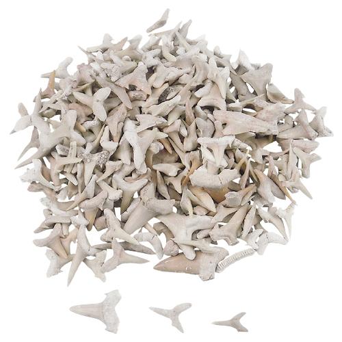 標本 理科 実験 実習用化石標本 サメの歯