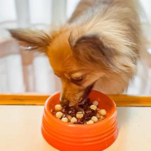 犬 ごはん 無添加 国産 黒ばら海苔 10g/...の詳細画像4