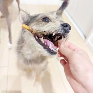 犬 おやつ 無添加 天然ハーブ育ちモンゴル産馬...の詳細画像3