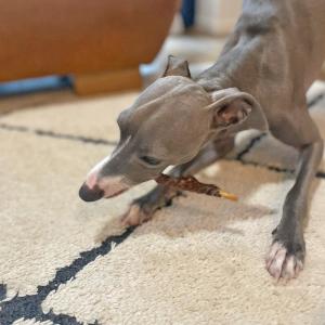 犬 おやつ 無添加 天然ハーブ育ちモンゴル産馬...の詳細画像4