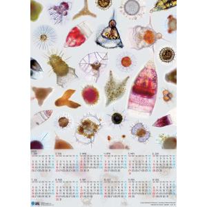 カレンダー 2020 ポスター 放散虫カレンダー2020年版（A2サイズ）｜image-mission