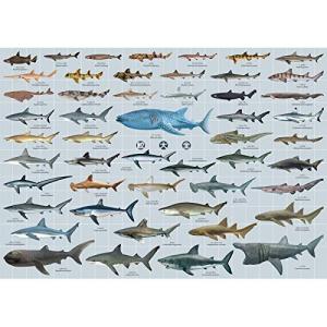 サメ 図鑑 子供 理学 工学の本 の商品一覧 本 雑誌 コミック 通販 Yahoo ショッピング