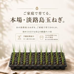 【予約商品】淡路島産たまねぎ苗早生品種レクスタ...の詳細画像1