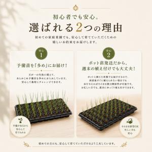 【予約商品】淡路島産たまねぎ苗早生品種レクスタ...の詳細画像2