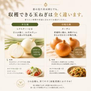 【予約商品】淡路島産たまねぎ苗早生品種レクスタ...の詳細画像4