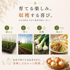 【予約商品】淡路島産たまねぎ苗早生品種レクスタ...の詳細画像5