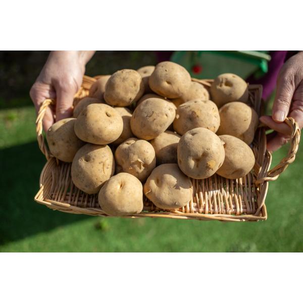 じゃがいも 北海道産 男爵芋 越冬品 10kg 約150gサイズ 野菜 ジャガイモ